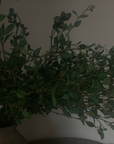 Creeping Willow Branch