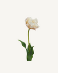 Double Tulip - Annie & Flora