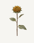 Yellow Sunflower Stem