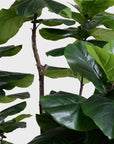 Fiddle Leaf Fig Tree - 7.5' - Annie & Flora