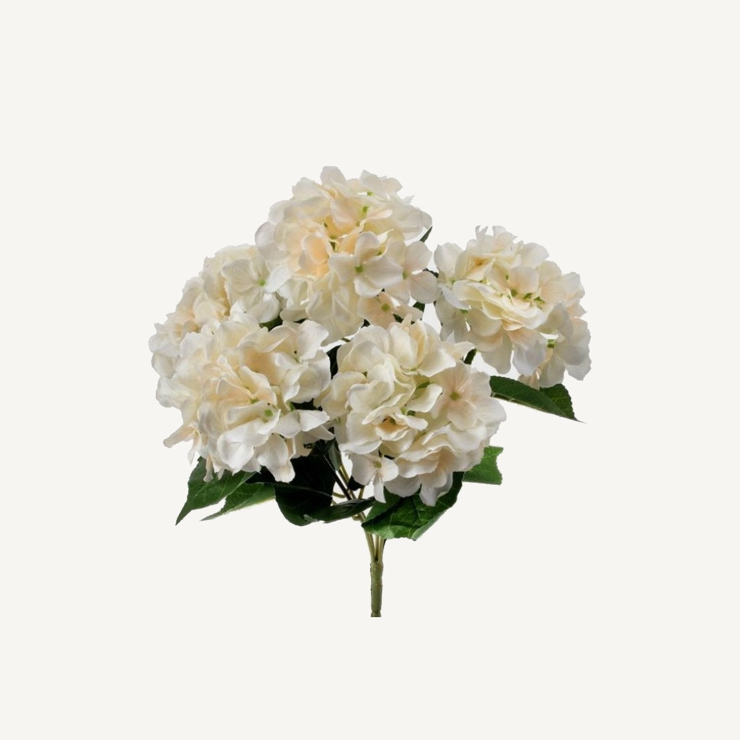 Hydrangea Bush - Annie & Flora