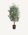 Olive Tree - 5' - Annie & Flora