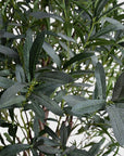 Olive Tree - 5' - Annie & Flora