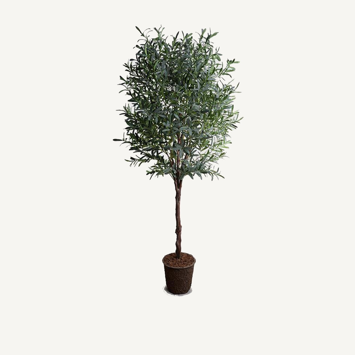 Olive Tree - 8' - Annie & Flora