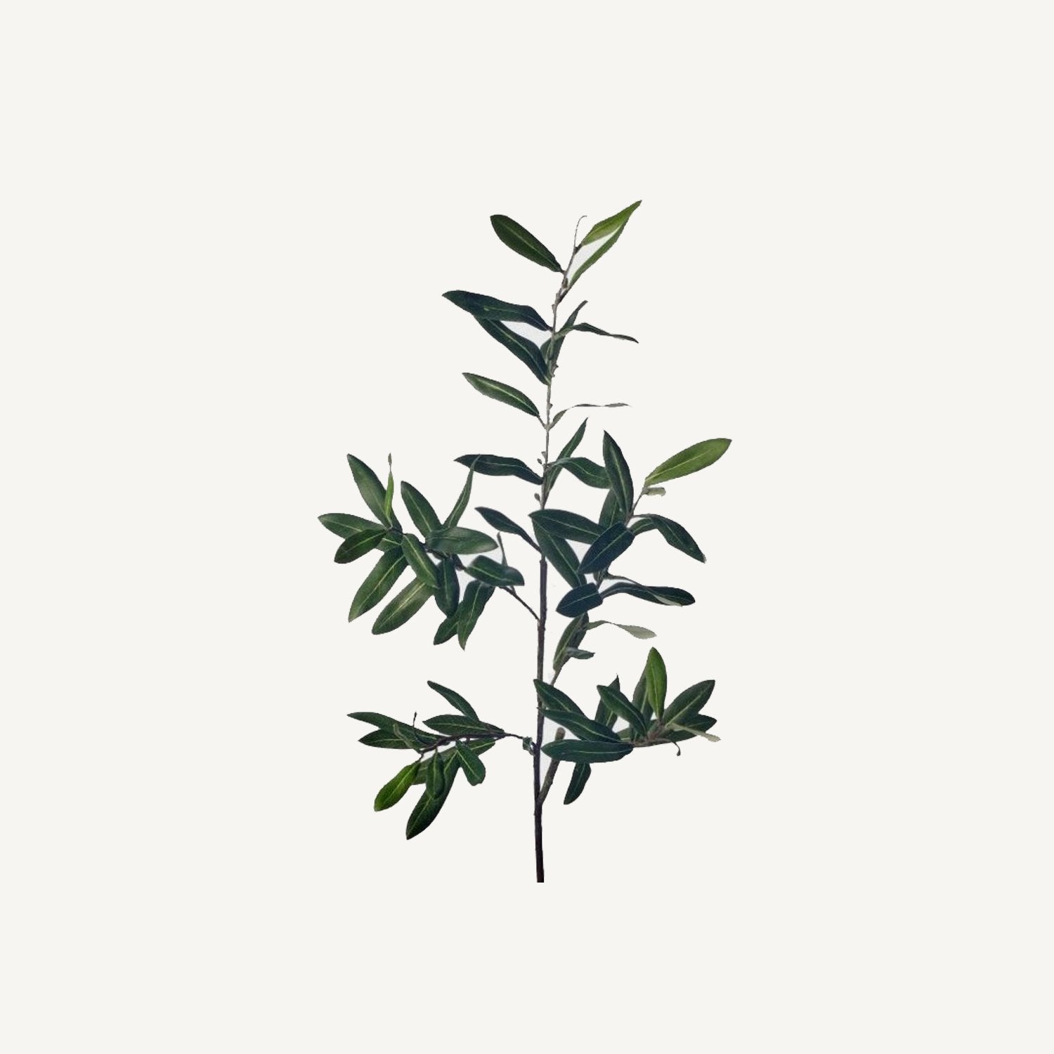 Veranda Olive Leaf Spray - Annie &amp; Flora