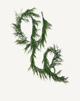 180" Norfolk Pine Garland - Annie & Flora