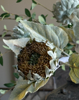 Yellow Sunflower Stem