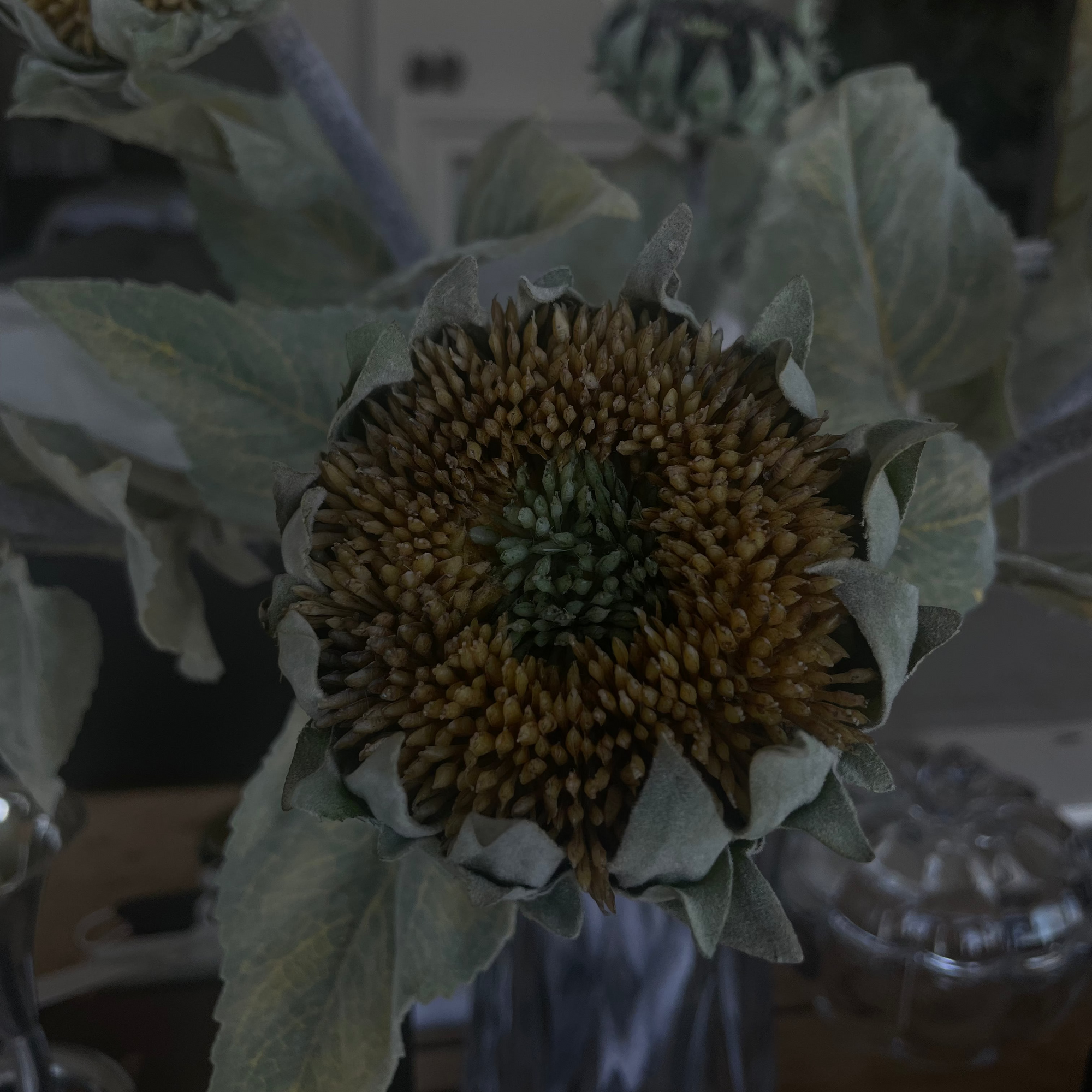 Yellow Sunflower Stem