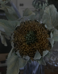 Yellow Sunflower Stem