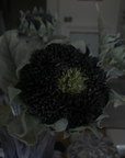 Plum Sunflower Stem