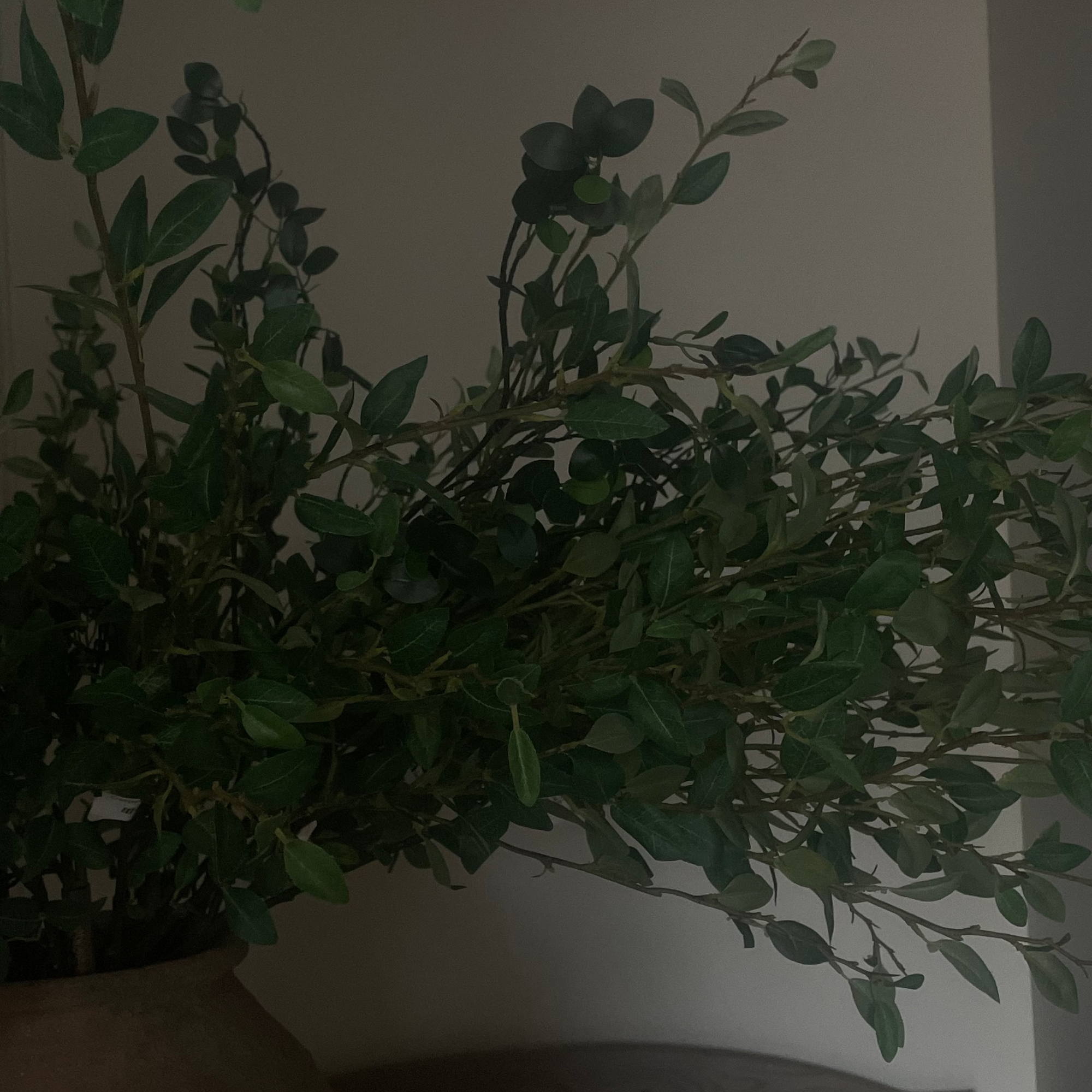 Creeping Willow Branch