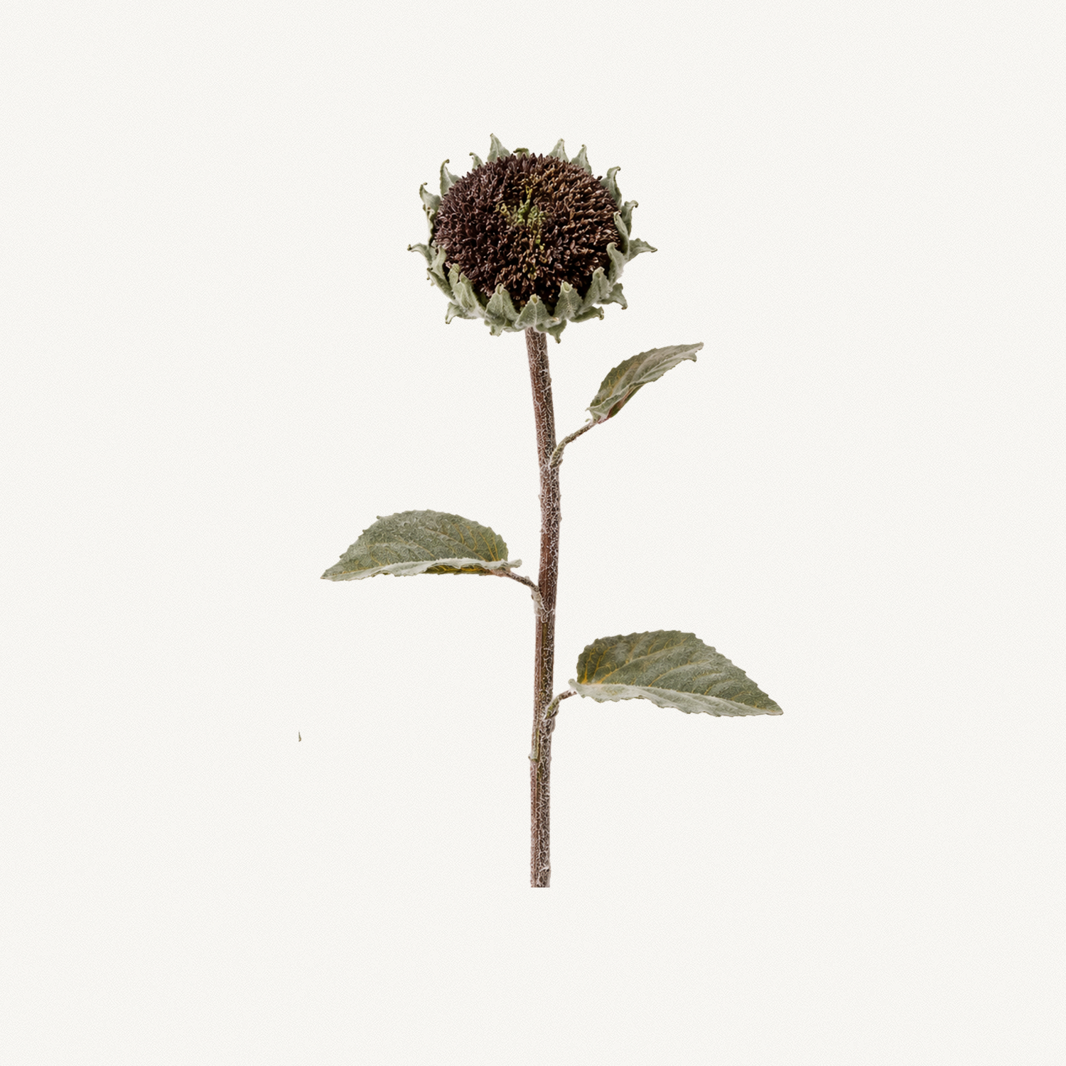 Plum Sunflower Stem