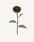 Plum Sunflower Stem