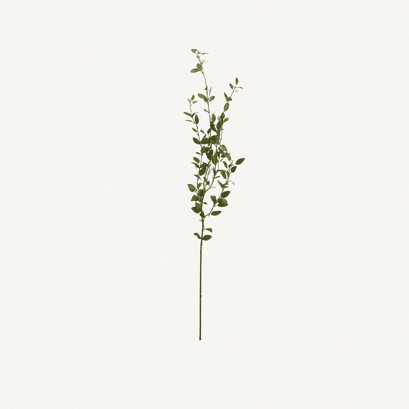 Creeping Willow Branch - Annie & Flora