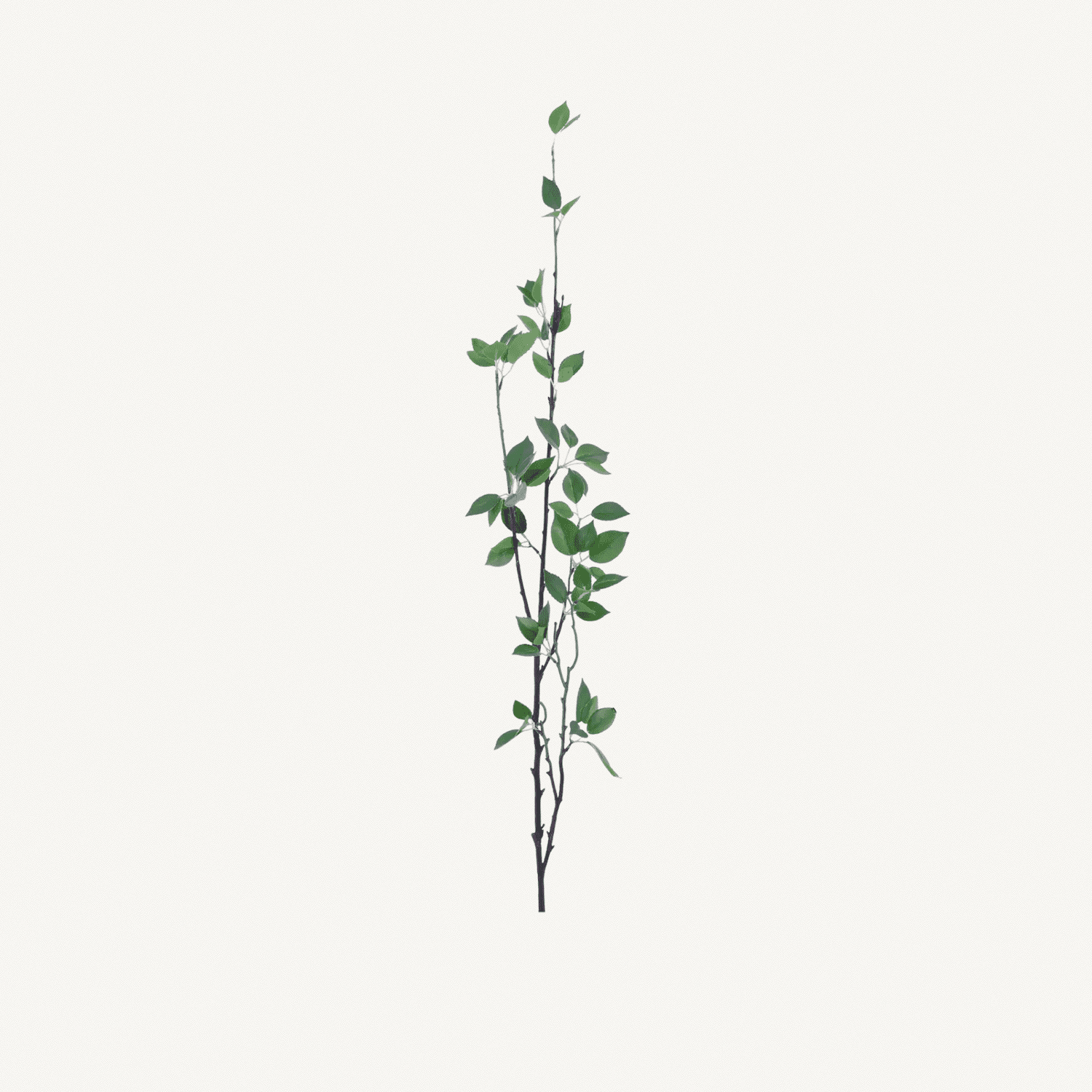 Ficus Leaf Spray - Annie & Flora