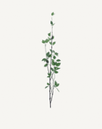 Ficus Leaf Spray - Annie & Flora