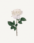 Garden Rose Spray - Annie & Flora