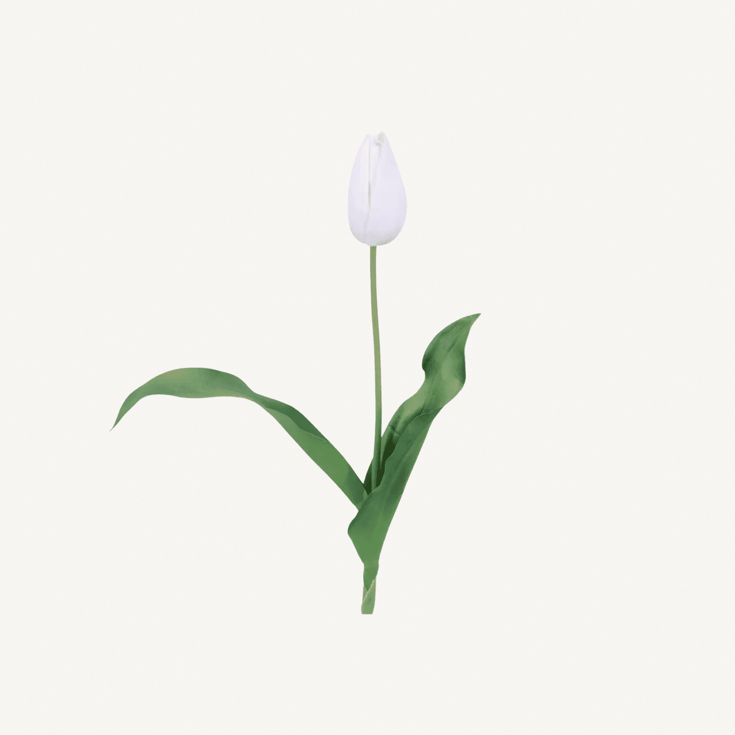 Mini Tulips - Annie & Flora