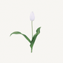 Mini Tulips - Annie & Flora