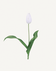 Mini Tulips - Annie & Flora
