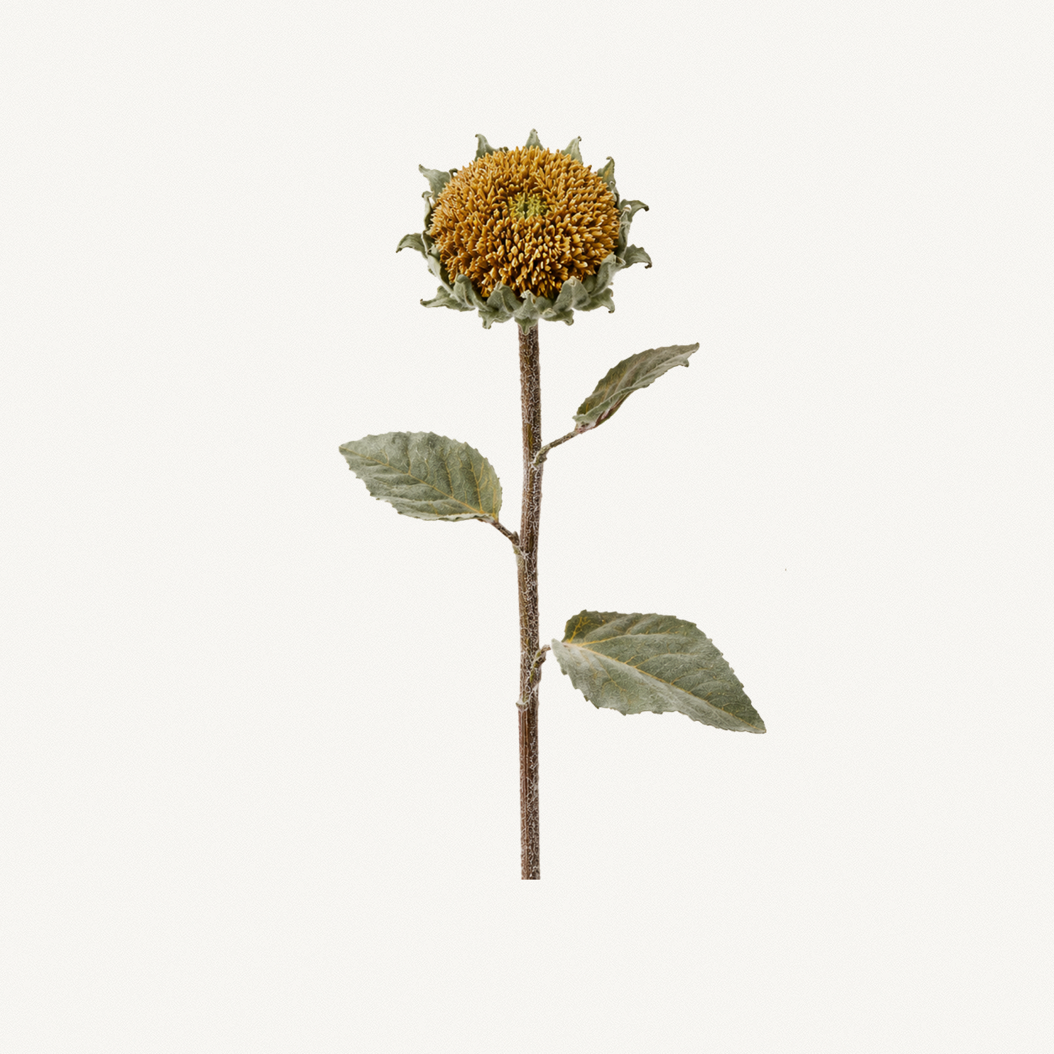 Yellow Sunflower Stem