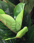 Fiddle Leaf Fig Tree - 10' - Annie & Flora