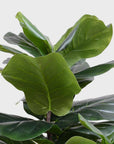 Fiddle Leaf Fig Tree - 48" - Annie & Flora