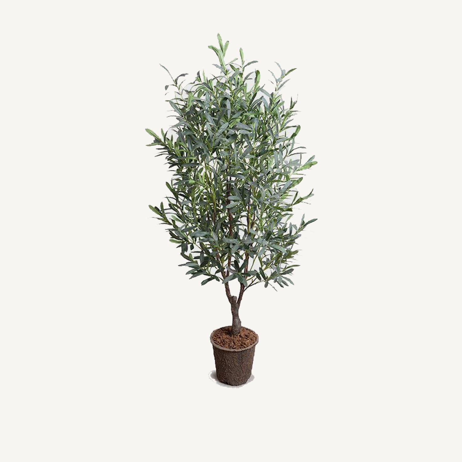 Olive Tree - 5' - Annie & Flora
