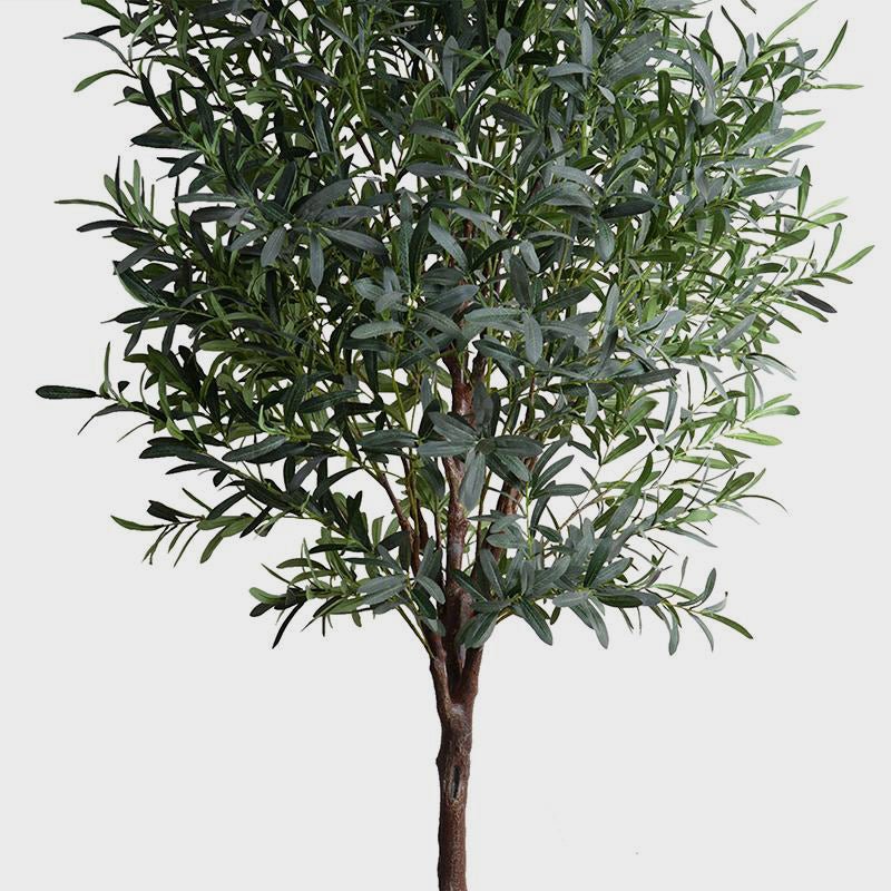 Olive Tree - 8&#39; - Annie &amp; Flora