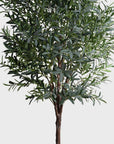 Olive Tree - 8' - Annie & Flora
