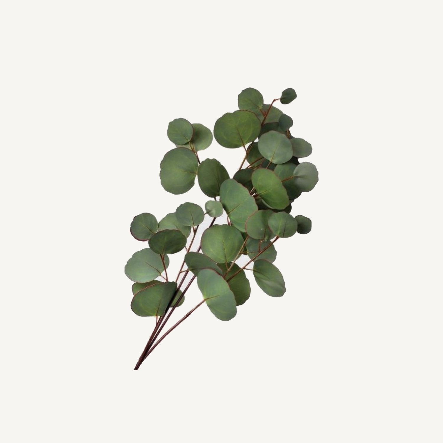 Silver Dollar Eucalyptus Vine - Annie &amp; Flora